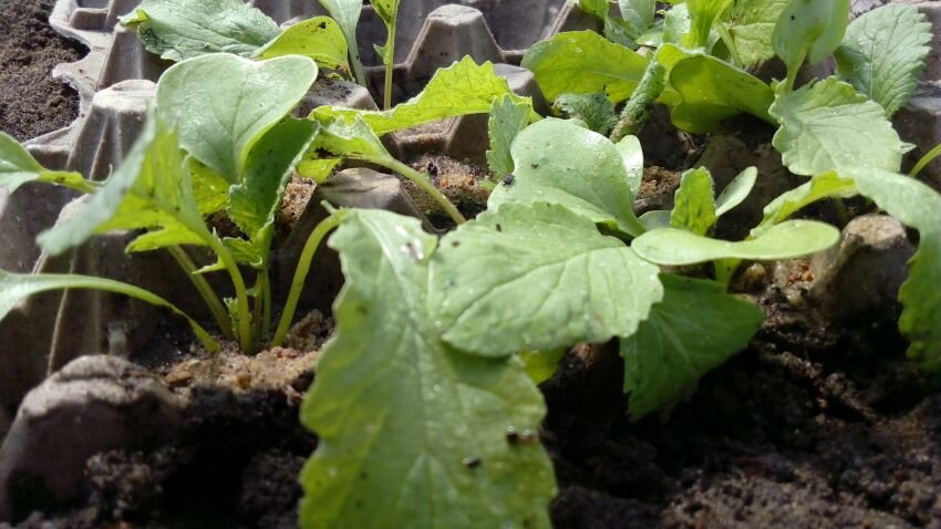 Редиска в лотках. Фото автора