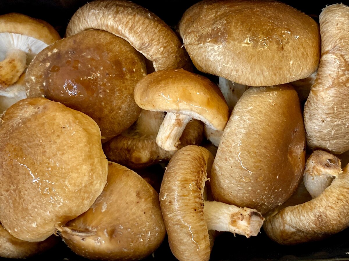 Шиитаке Lentinus edodes. Шиитаке съедобные грибы. Гриб шиитаке лечебные. Дактилиум шиитаке.