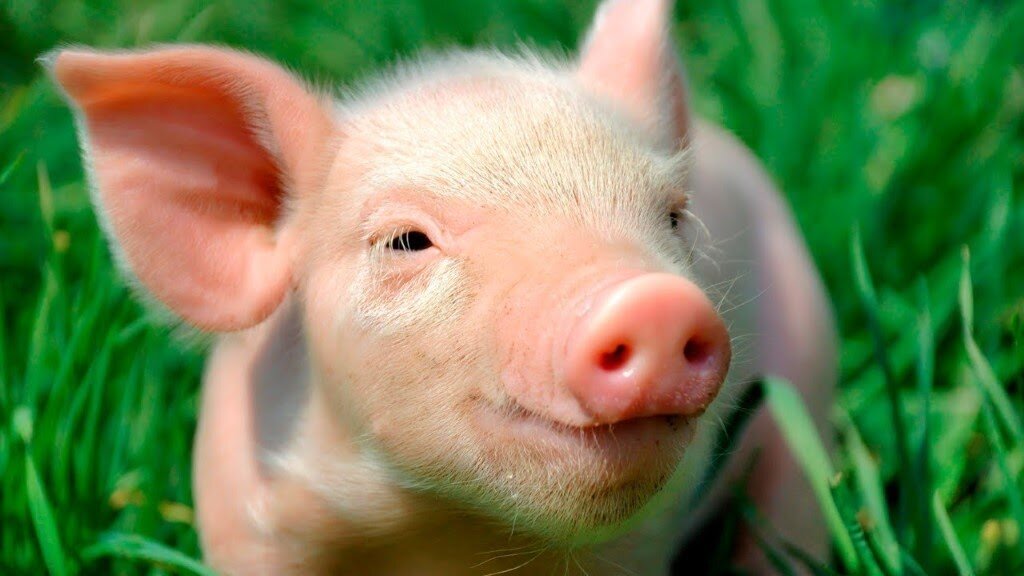  Пока маленькие, все хорошенькие, а вырастут... 