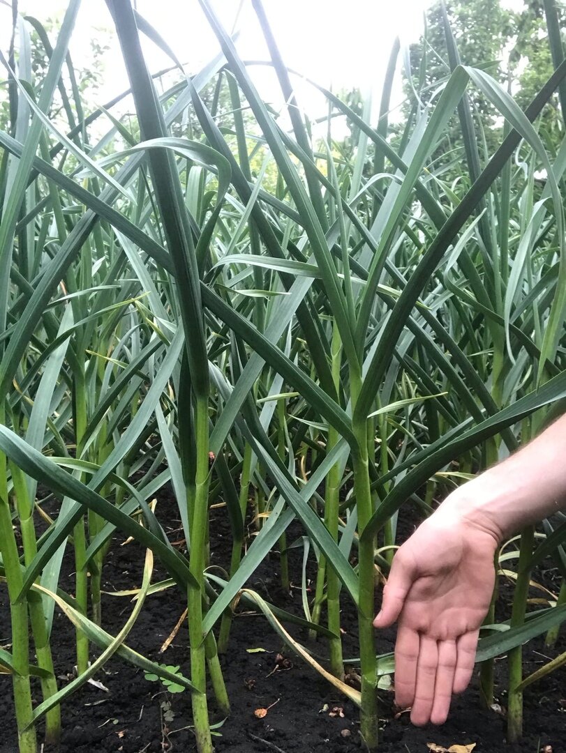 На огороде вырос, высокий и крупный!