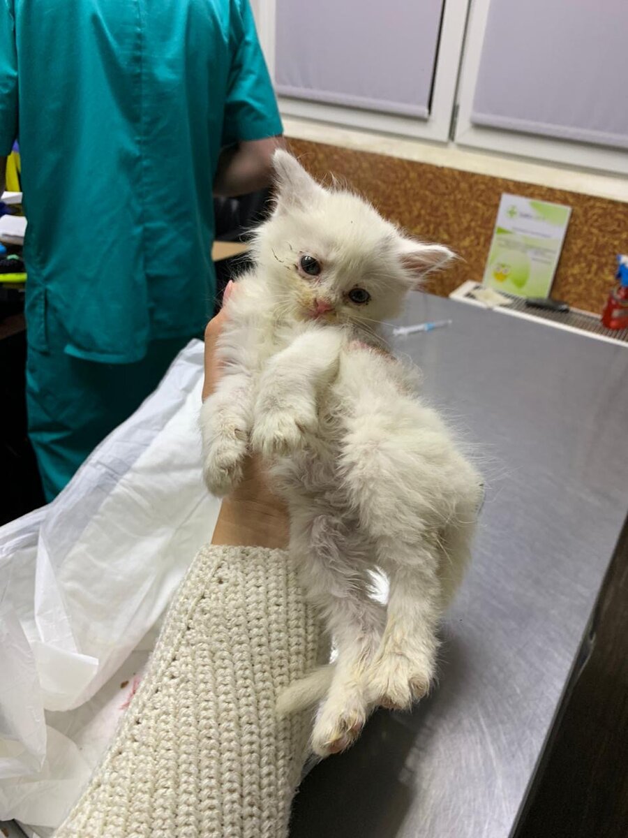 Майя сразу повезла котенка в клинику