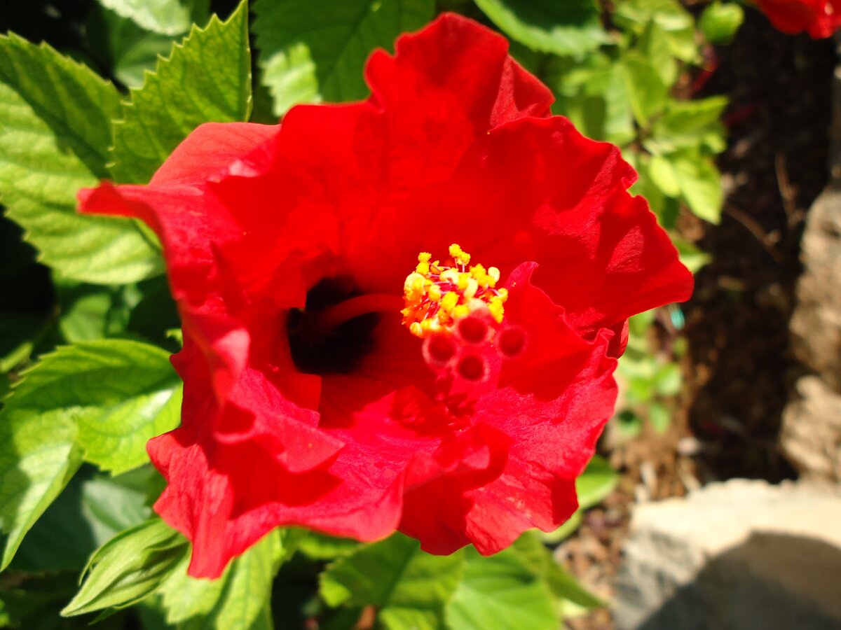 Цветок гибискуса