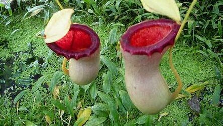 Непентес Аттенборо (лат. Nepenthes attenboroughii)