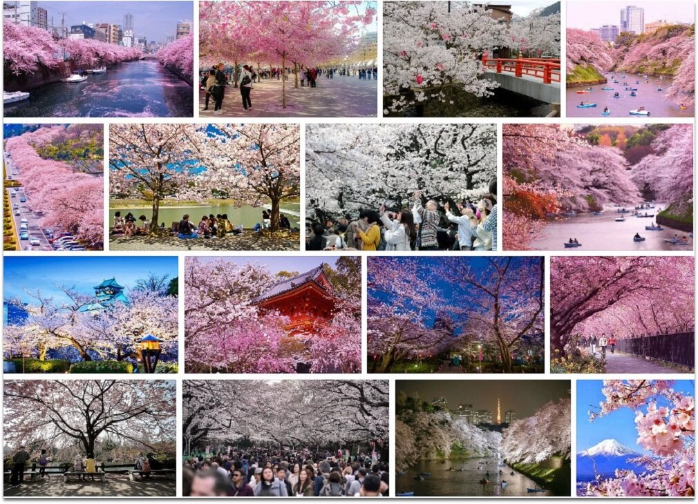 Вот такую красотень выдаёт Яндекс по запросу «март в Японии» ♥