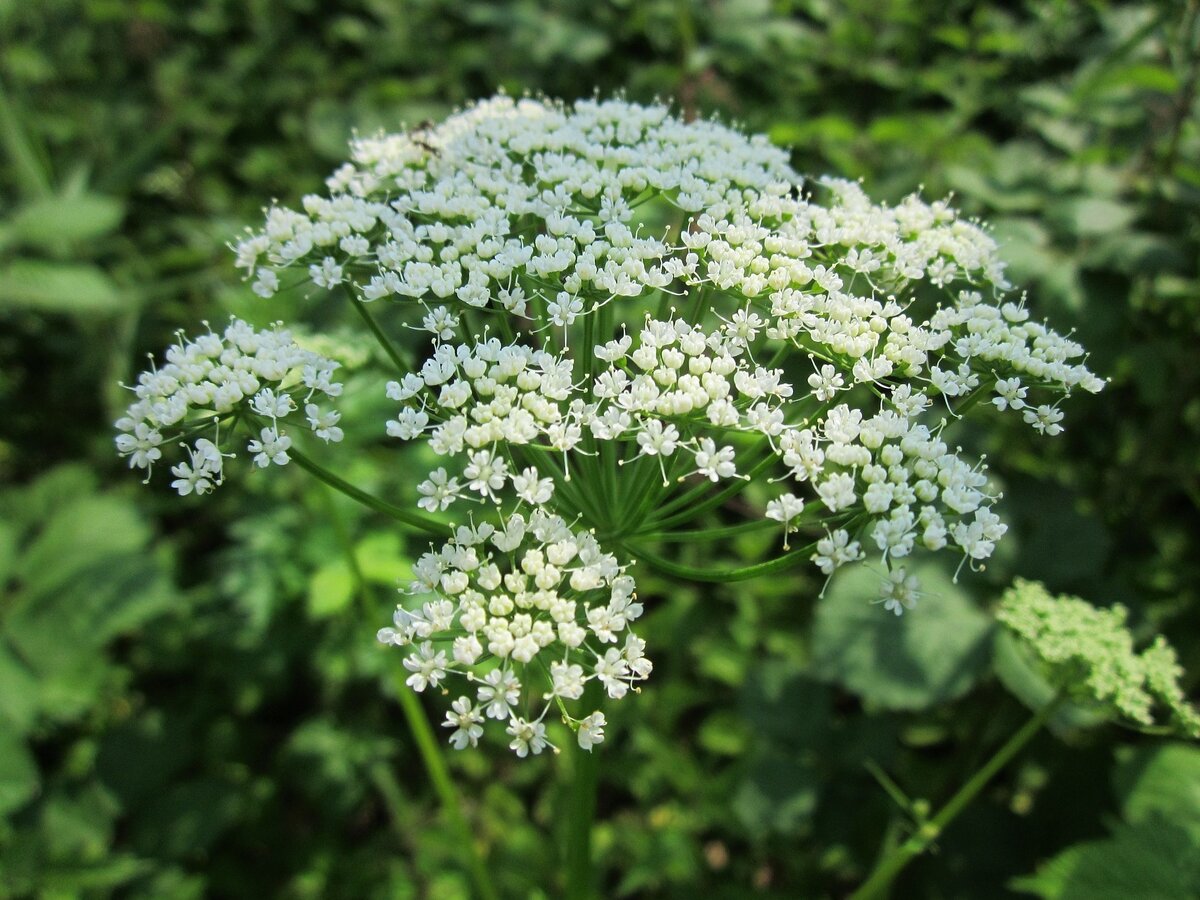 Изображение WikimediaImages с сайта Pixabay 