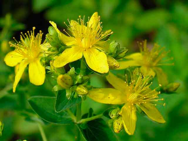               Зверобой продырявленный - (картинка несет ознакомительный характер)