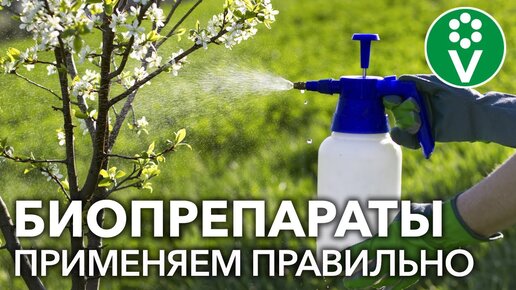 ПОЧЕМУ НЕ ДЕЙСТВУЮТ БИОЛОГИЧЕСКИЕ ПРЕПАРАТЫ?