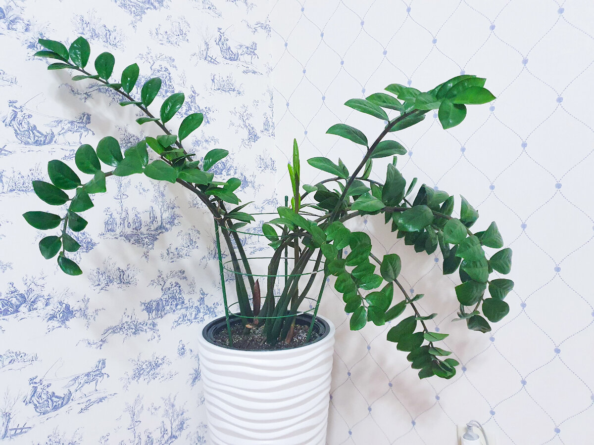 И пусть кто-то скажет, что ему плохо и он не должен так выглядеть – как по мне, хороший и пышный куст