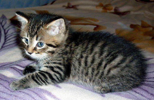 Фото из открытого источника Яндекс 