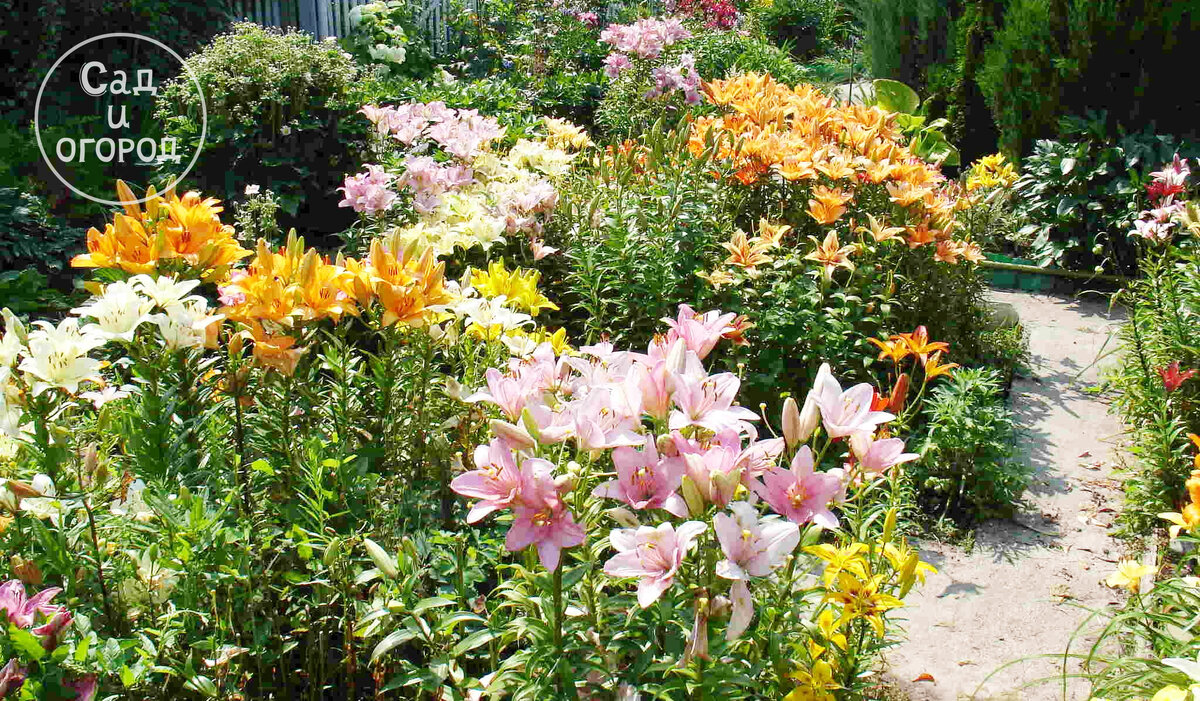 Мой лилейник