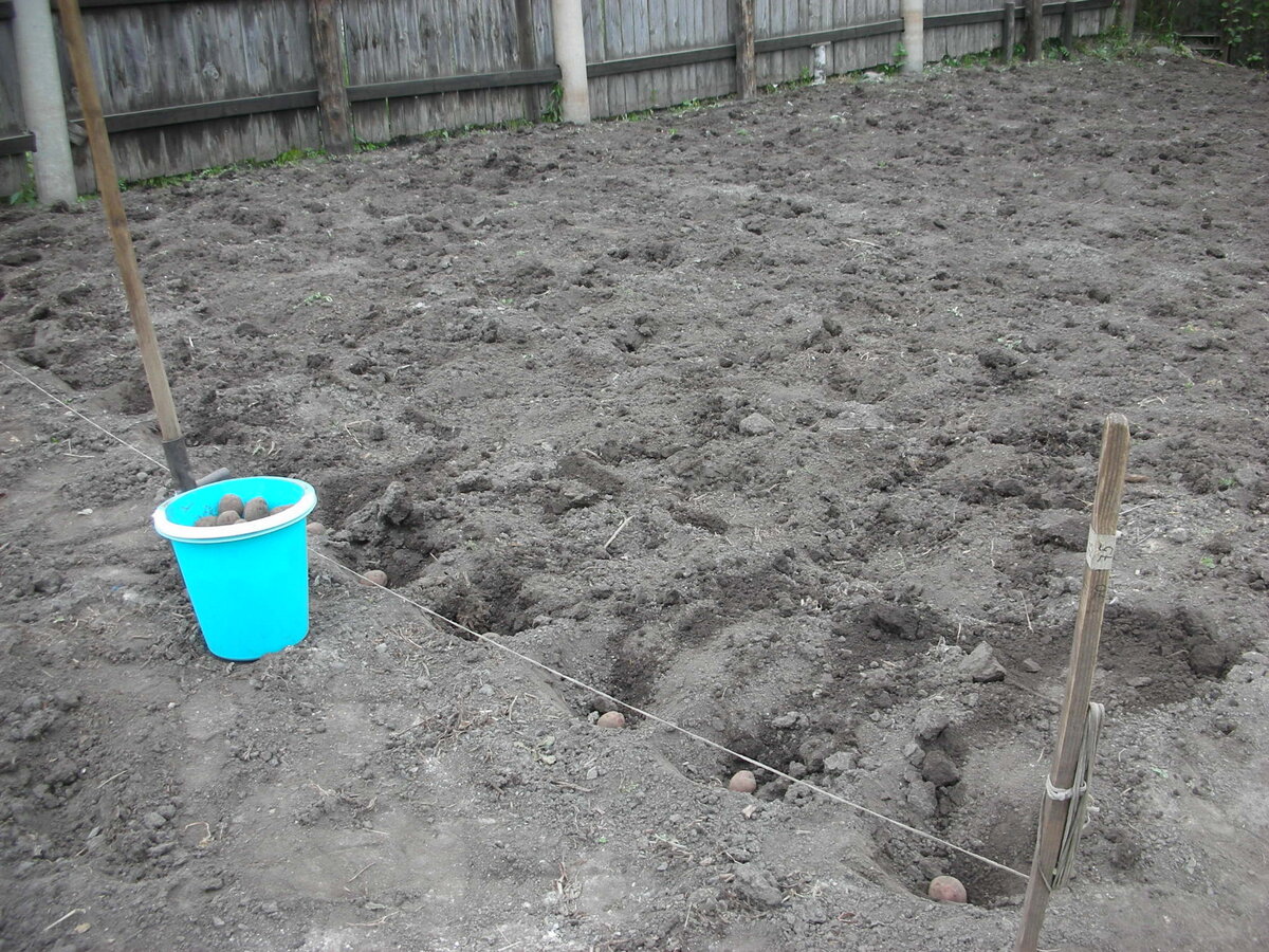 Между рядами раньше делал растояние 1 метр, а сейчас 75см. Фото автора статьи