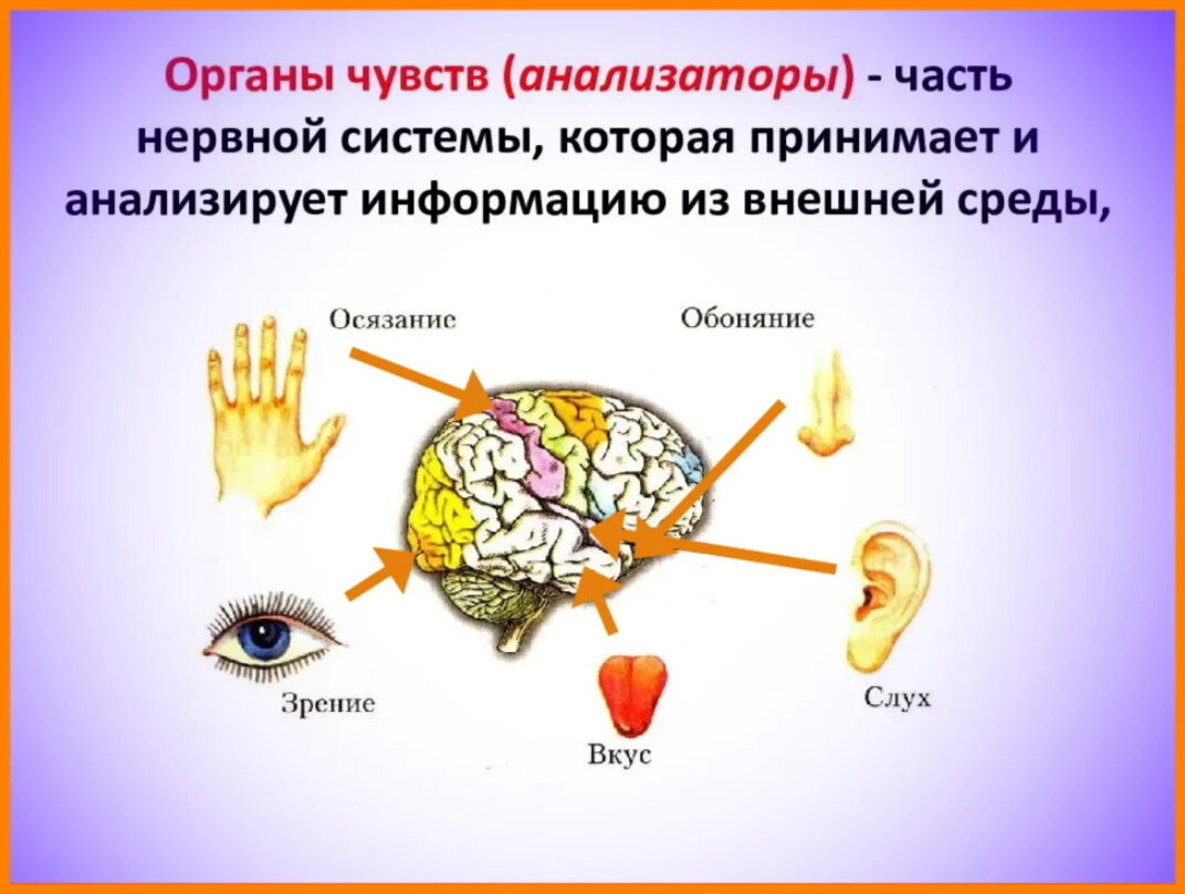 Получая информацию из разных источников мозг суммирует сигналы.