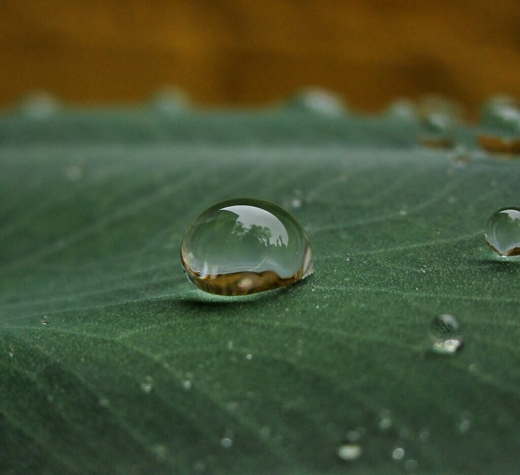 ...и на листве... / Изображение: spp-photo.ru