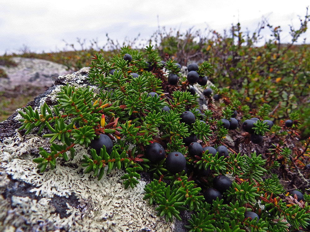 растительный мир тундры ягоды. морошка, клюква, брусника, водяника. брусника черника голубика. ягоды тундры шикша. тундровая шикша.