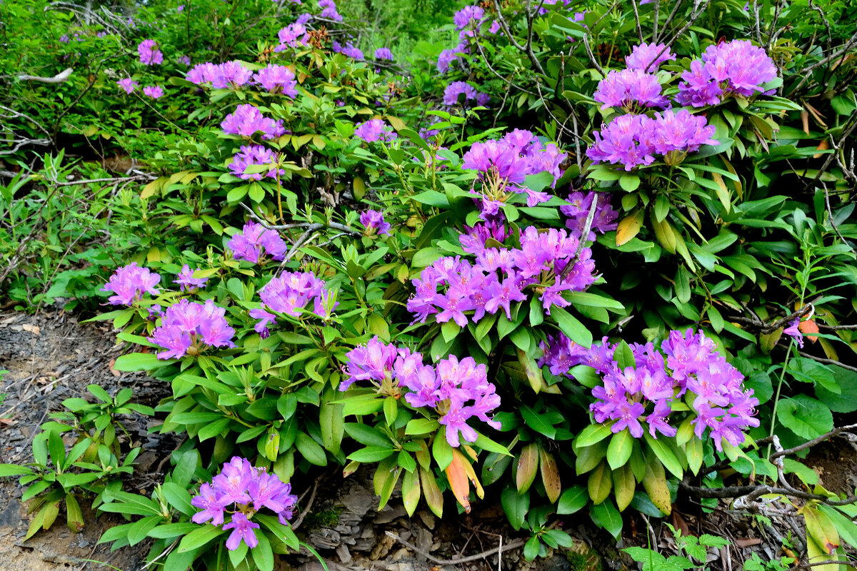 Северный Кавказ. Рододендрон Понтийский