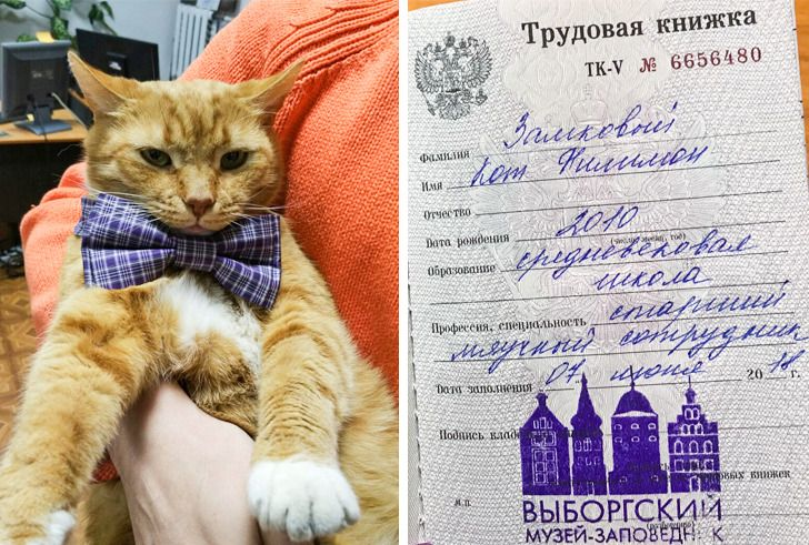 фото из общего доступа. Хоть бы на фото посмотреть как приличные коты выглядят!