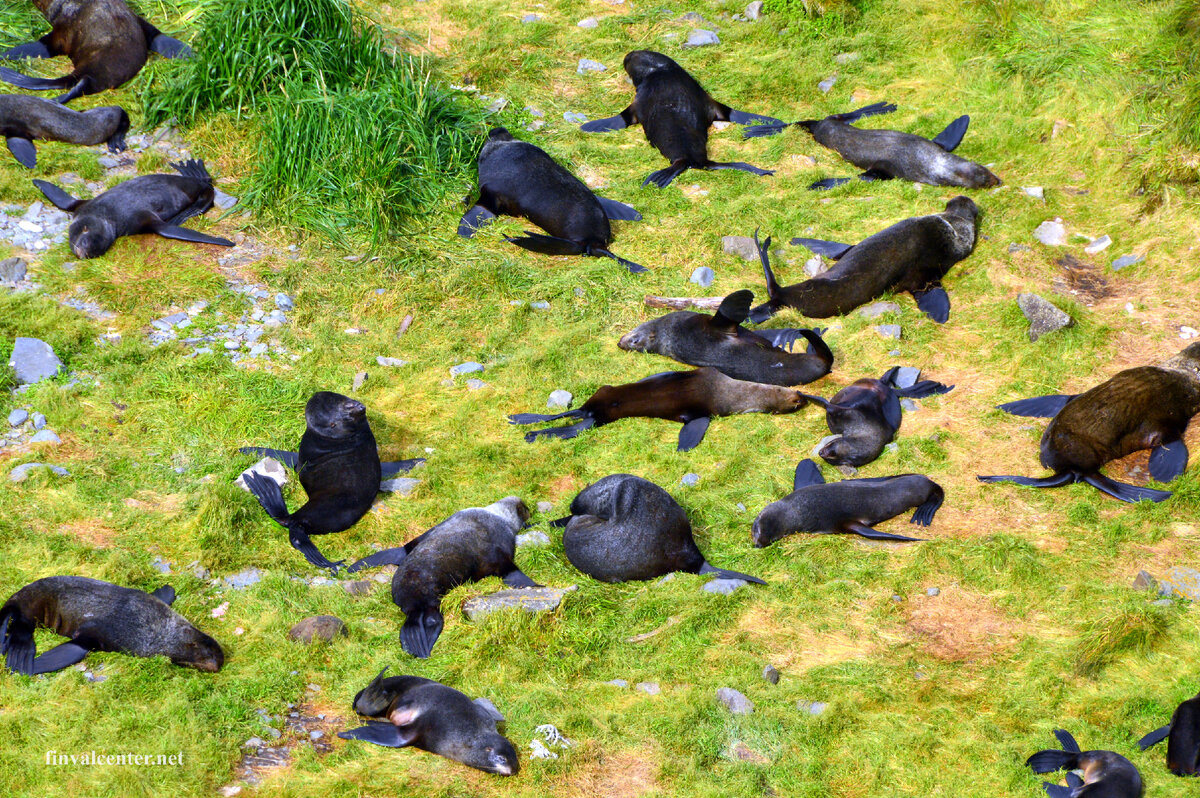 Остров Расшуа. Морские котики очень игривы и часто попадаются в мусорные ловушки.