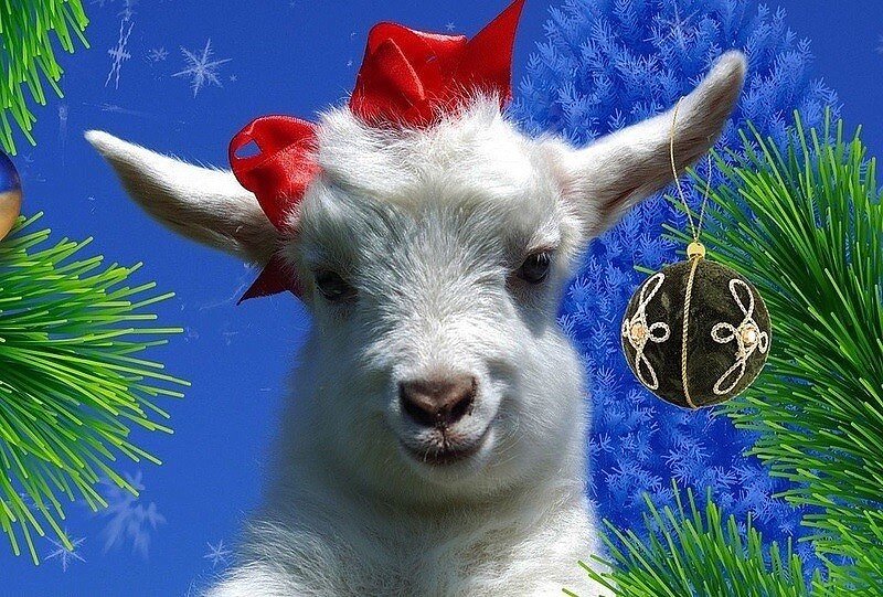 козочка в шапке. год козы 2015. идет год козы. 1991 год козы. год козлика.