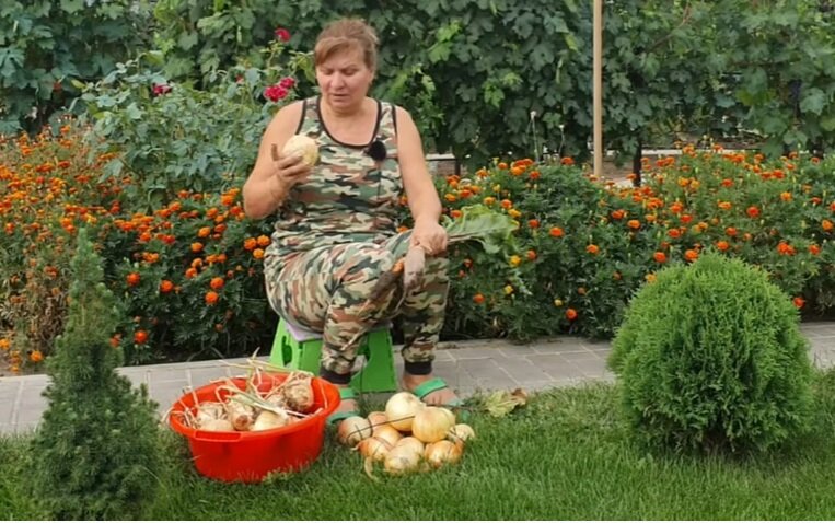 Лук эксибишен