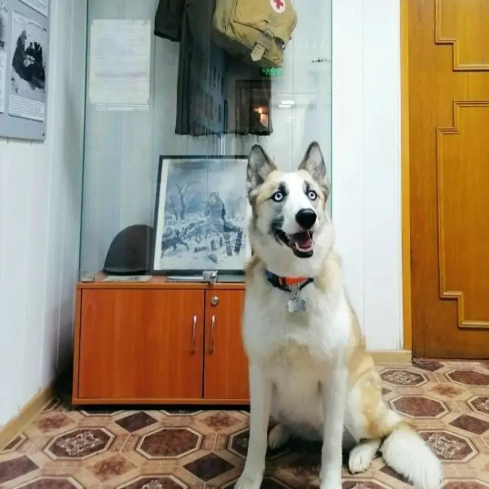 Фото Музея Собаки.