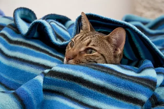 Повышение температуры у кошки