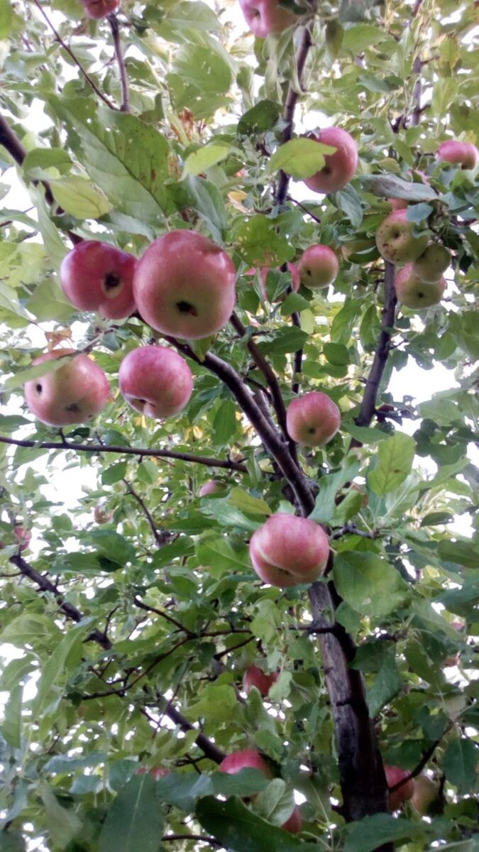 Фото: личный архив автора. 