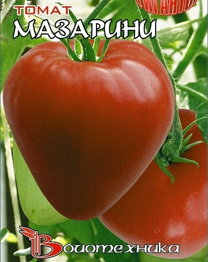 Мазарини - крупно плодный томат.