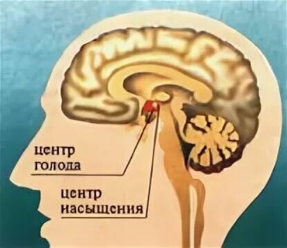 Центры голода и центры насыщения - сильные игроки, регулирующие поведение человека