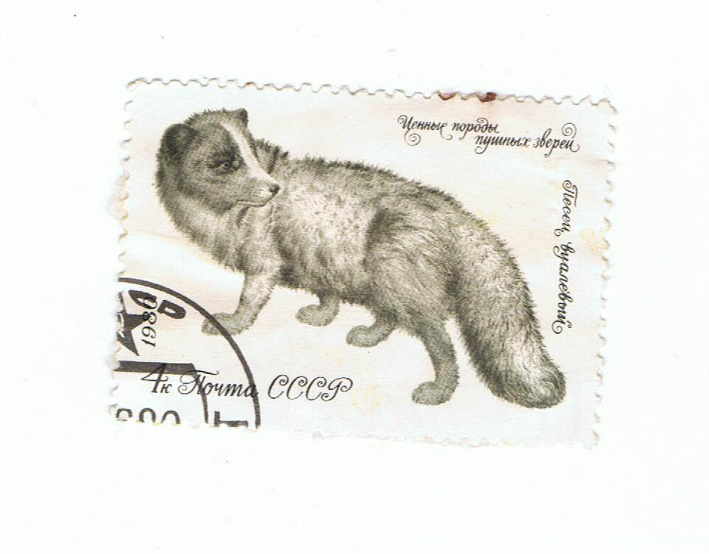 1980 ВУАЛЕВЫЙ ПЕСЕЦ ИЗ СЕРИИ ЦЕННЫЕ ПОРОДЫ ПУШНЫХ ЗВЕРЕЙ Печать: офсетная. Бумага: мелованная. Тип перфорации: гребенчатая. Зубцовка: 12 ½:12. Художник: И. Сущенко.Тираж 9 000 000 шт. Марки поступали в продажу листами 6х6.