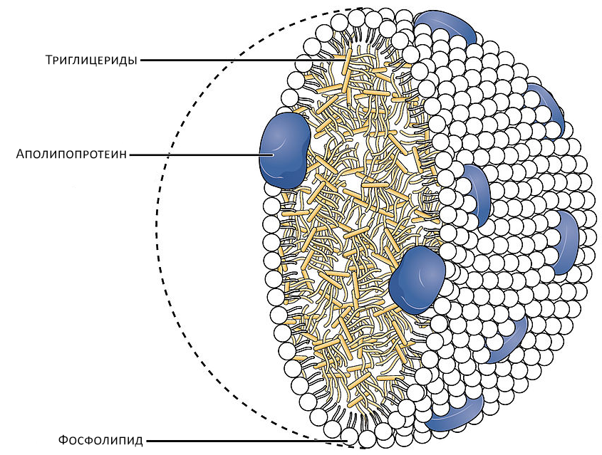 Схема строения хиломикрона