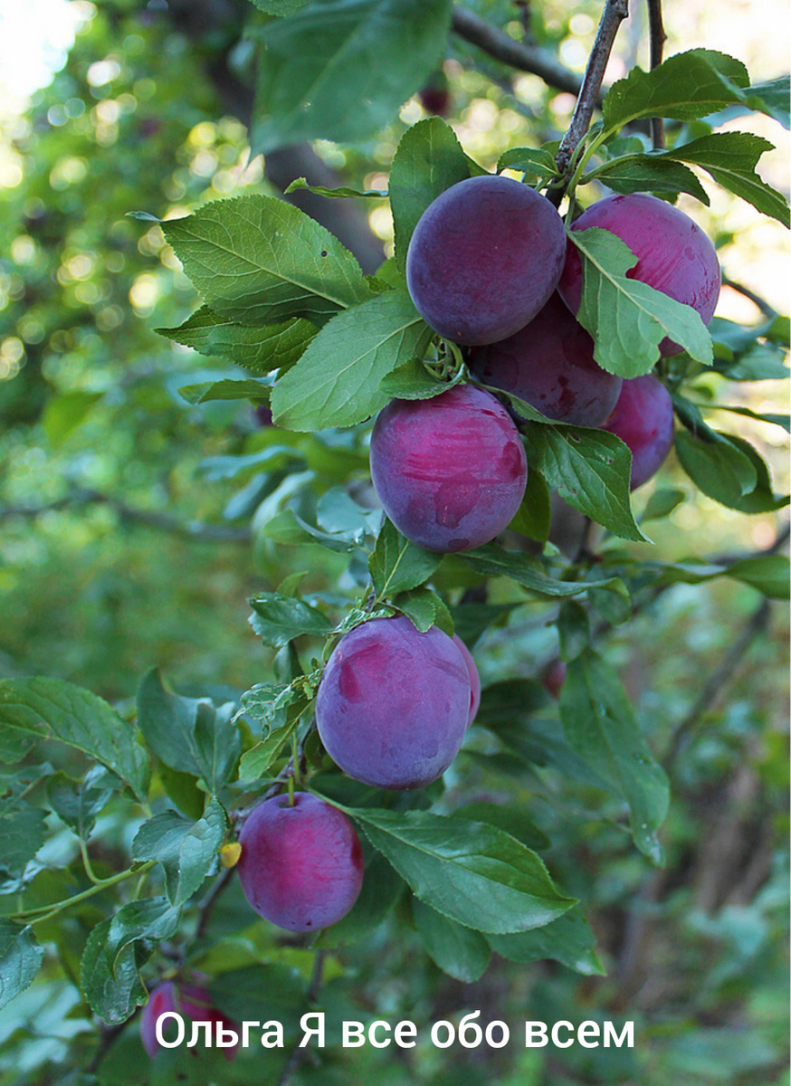 Алыча на дереве.
