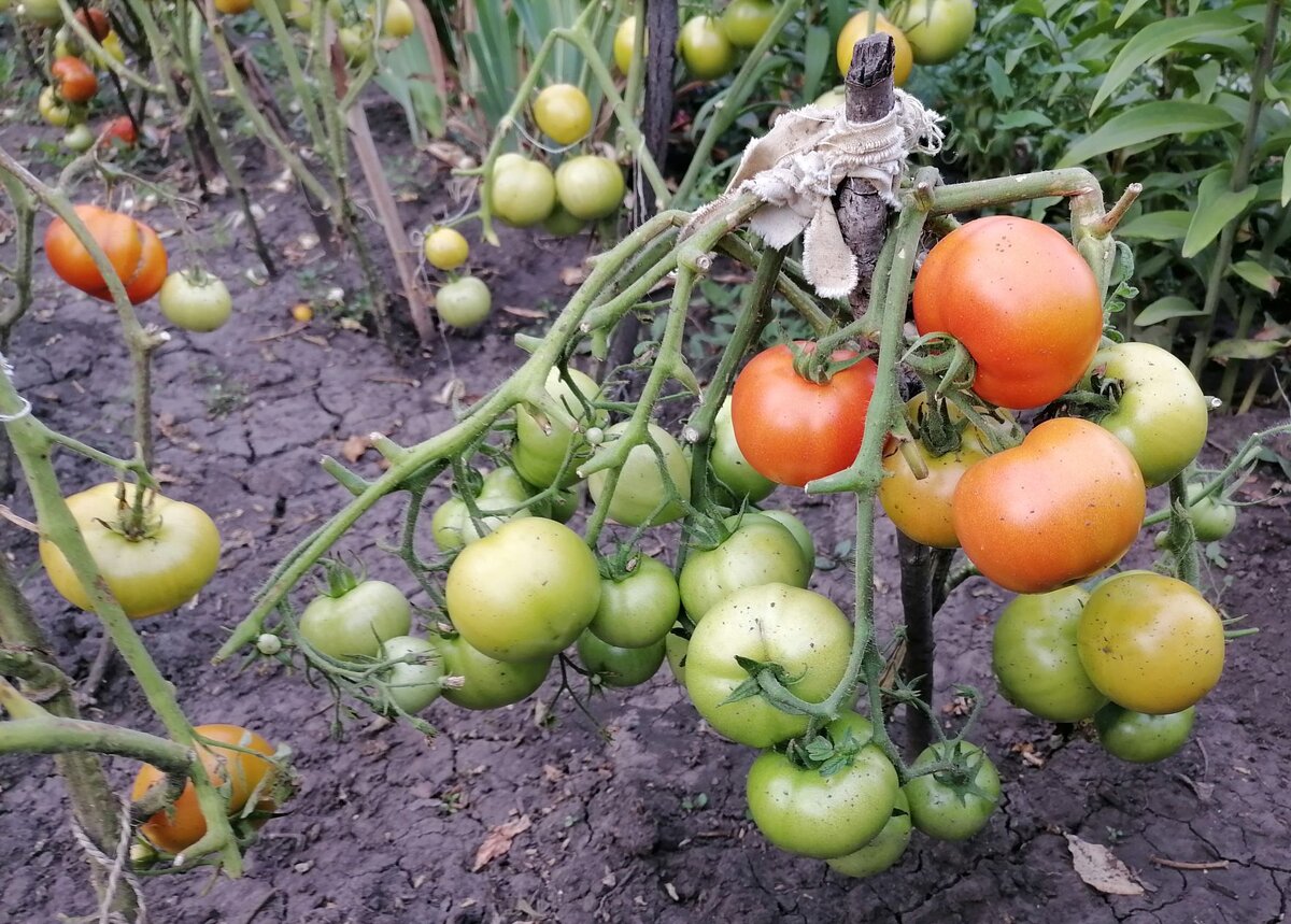 Гибрид Катя