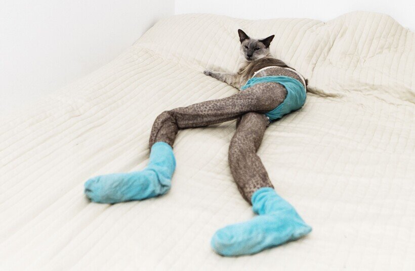     25 забавных фотографий котов в колготках