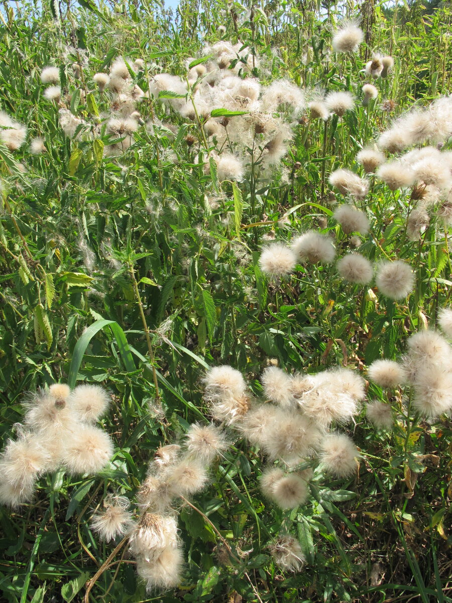 Осот, крапива... среди тех, кто занимается выращиванием сельскохозяйственных культур считаются злейшими сорняками. Между тем, поздноцветущие сорные травы- лучшее подспорье для позднего взятка пчёл. Природа учит нас не быть прямолинейными и мыслить в позитивном ключе.