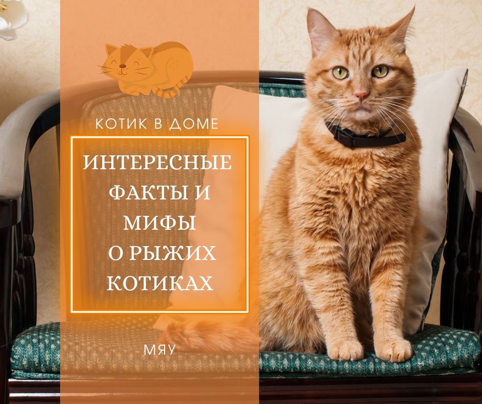 Интересные факты и мифы о рыжих котиках | Котик в доме | Дзен