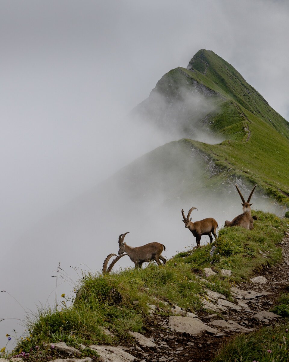    Воскрешение вымершего вида букардо пока не увенчалось успехом. Тем не менее, исследователи знают многое об этих животных, ведь вымерли они относительно недавно. Кроме того, есть шанс, что где-то в горах Монте-Пердидо сохранилось несколько особей этого вида. Исчезновение букардо, скорее всего, произошло из-за браконьерства, экологических условий и высокой конкуренции с другими видами.