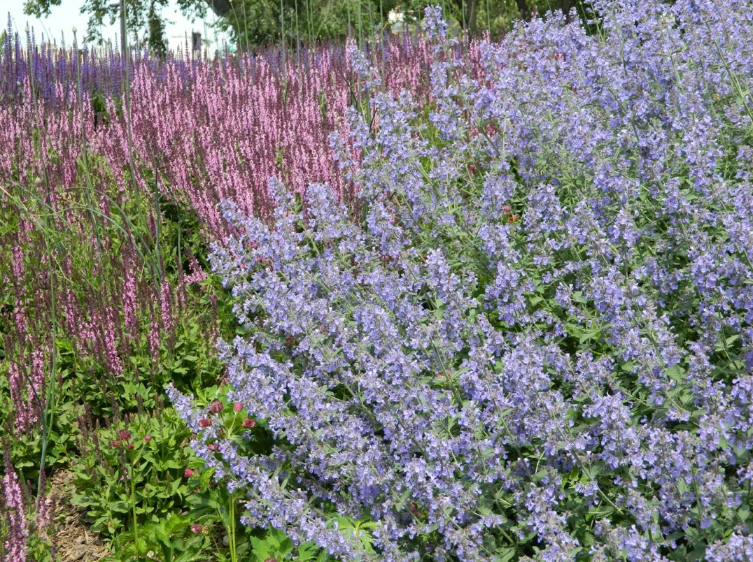 Котовник фассена посадка и уход. Котовник Nepeta kubanica. Котовник жилковатый Нептун. Котовник кистевидный. Котовник голубая пантера.