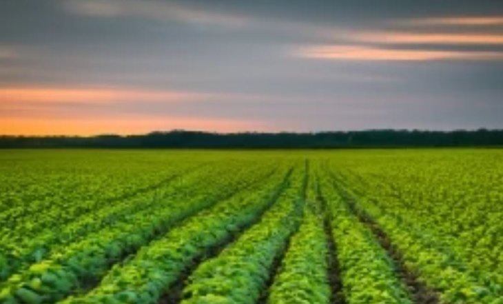    За год поле с бурьяном превратилось в соевую плантацию