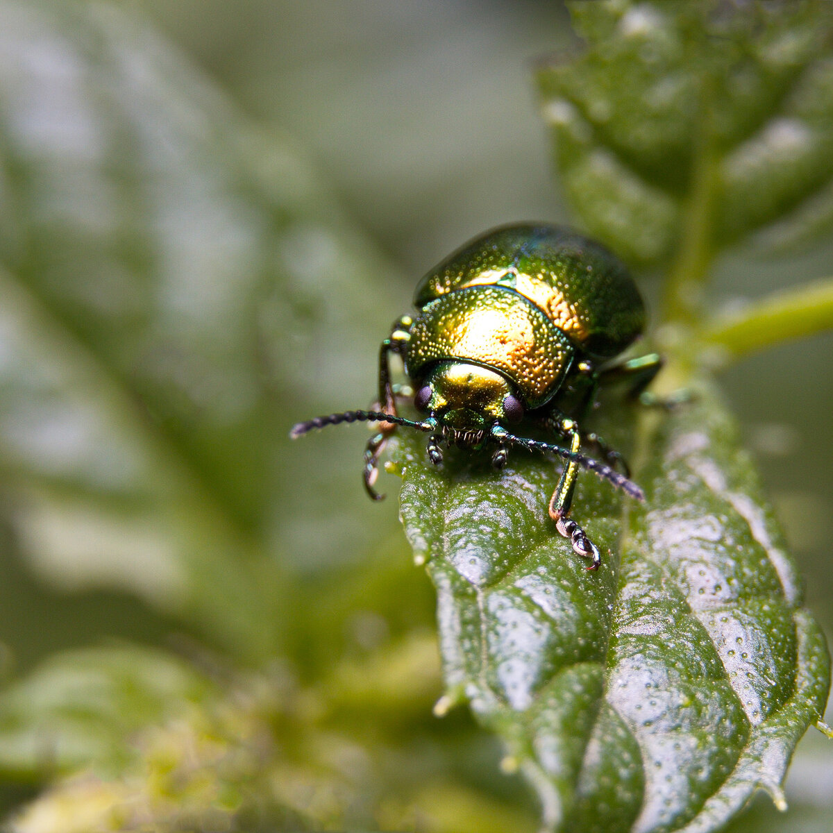Листоед зелёный мятный (лат. Chrysolina herbacea)