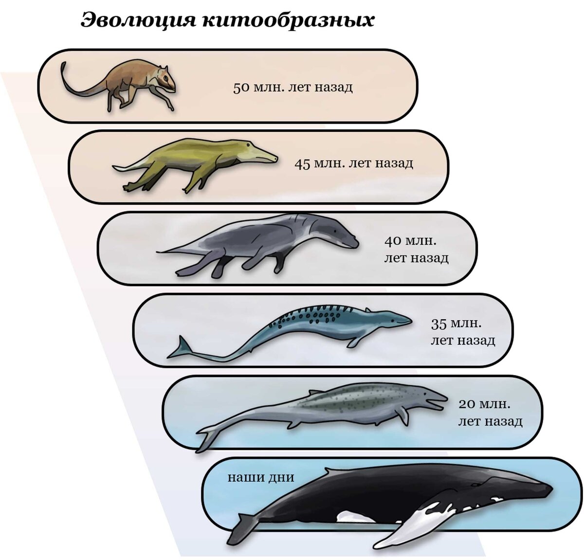 Эволюция кита презентация