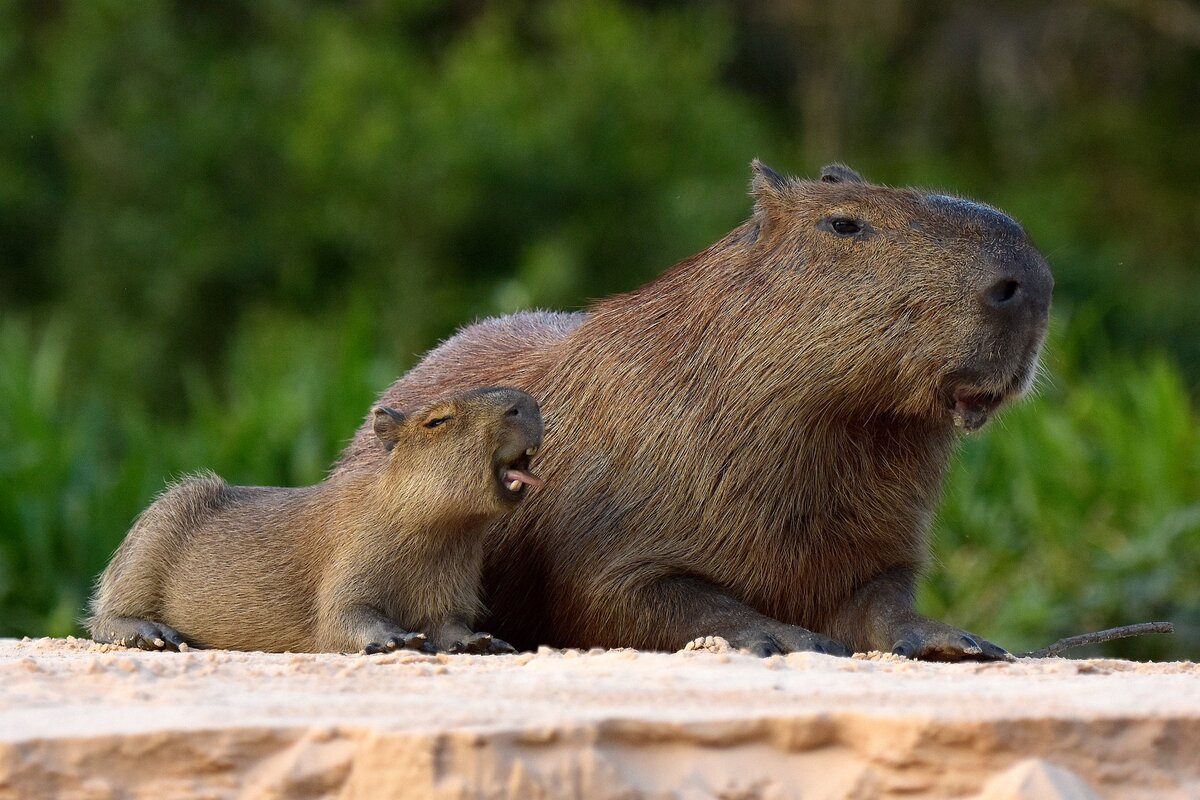 Капибары общаются при помощи свиста, а также лающих и щелкающих звуков