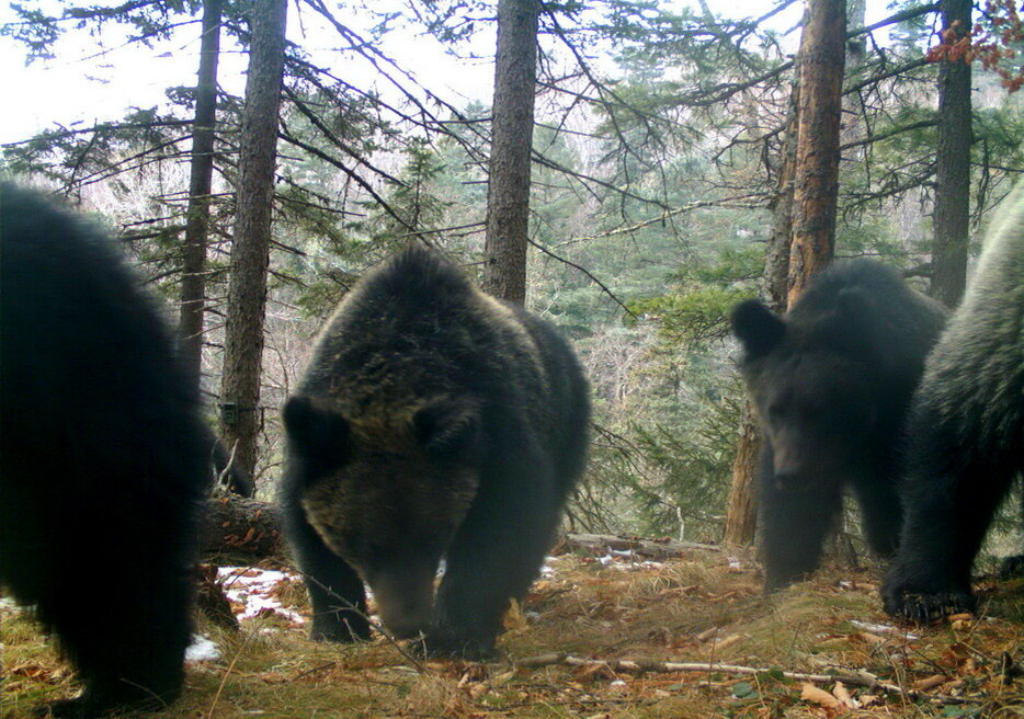 С медведями не расставайтесь. Бурый медведь Приморский край. Бурый медведь Уссурийская Тайга. Национальный парк Паанаярви медведь. Бурый медведь в Приморском крае.