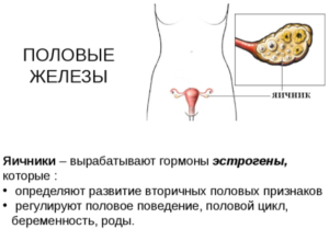 Таким образом, когда отсутствуют примордиальные фолликулы, которые образуются в эмбриональный период, яичники становятся нечувствительными к гонадотропной стимуляции гипофиза и утрачивают способность к выработке гормонов.
