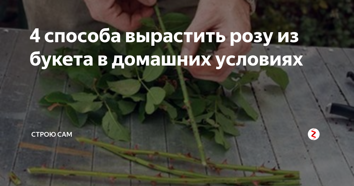 Как вырастить розу из букета в картошке. Укоренение розы из букета. Вырастить розы из черенков букета в домашних. Укоренить розу из букета в картошке. Черенок розы в картофелине.