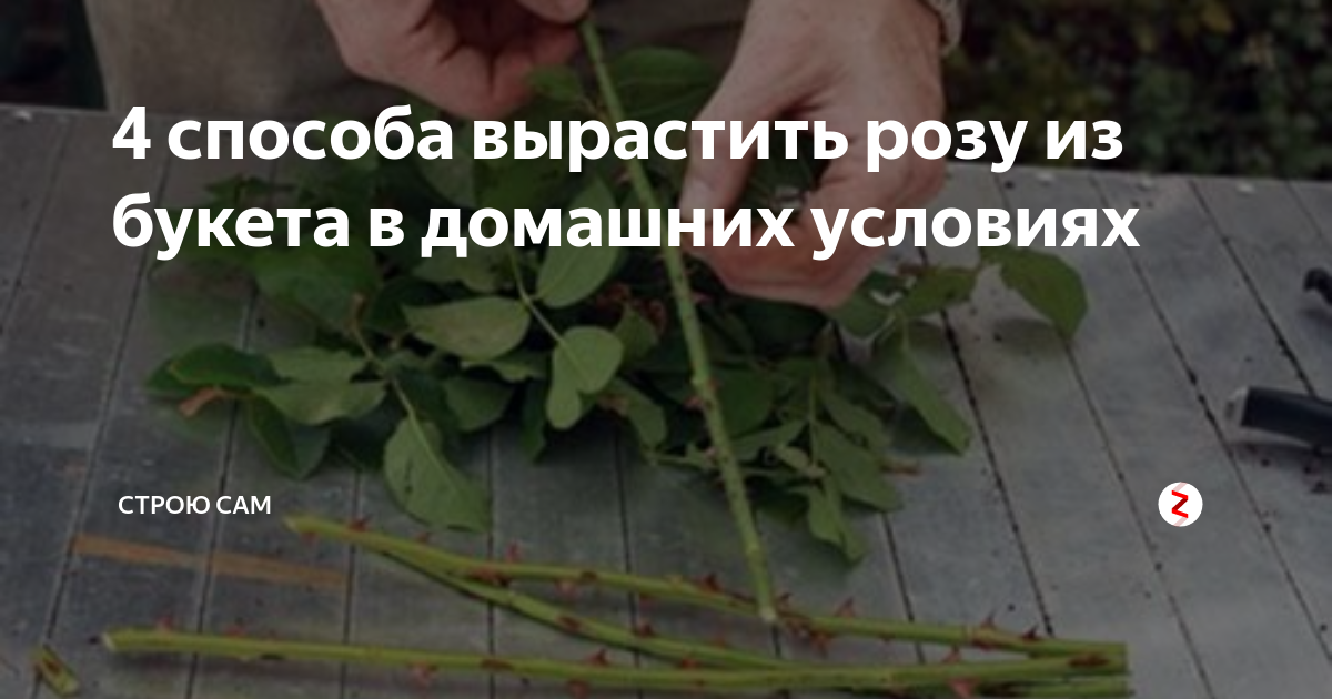 Укоренение розы из букета. Вырастить розы из черенков букета в домашних. Укоренить розу из букета в картошке. Черенок розы в картофелине. Как вырастить розу в картошке