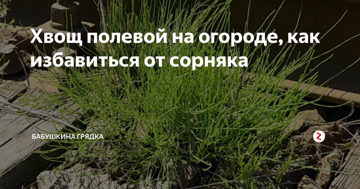 Как полностью избавиться от хвоща полевого в огороде: советы и рекомендации для дачников