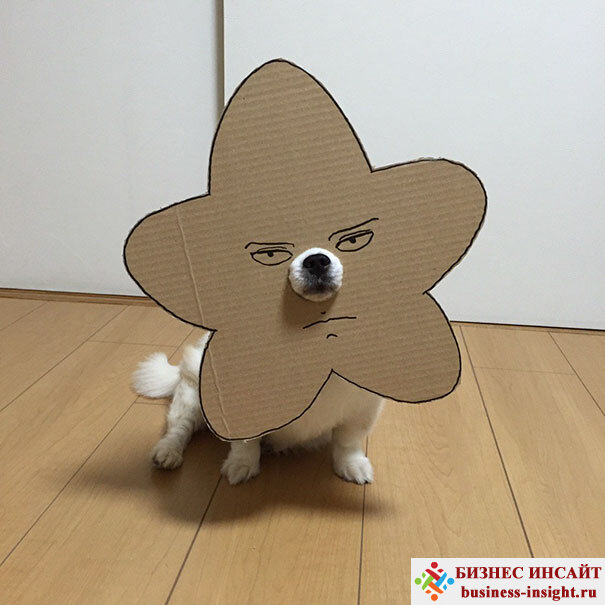 Японская женщина создает забавные фотосессии со своей собачкой