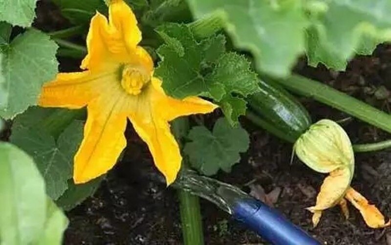 При правильном поливе почва должна быть умеренно увлажненной на глубине 8-10 см.