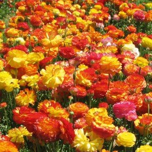 Если вы решили приобрести сразу клубни, то делайте это не раньше марта. Храните их в проветриваемом помещении. Если вы начали выращивать лютики из семян, то вам нужно будет пересадить в открытый грунт прямо в торфяных горшочках. Перемещение в открытый грунт необходимо проводить не раньше середины мая, когда воздух и почва уже хорошо прогрелись.