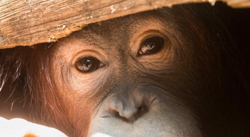 Освободили после пятилетнего заточения в деревянной тюрьме | ANIMALS1 ...